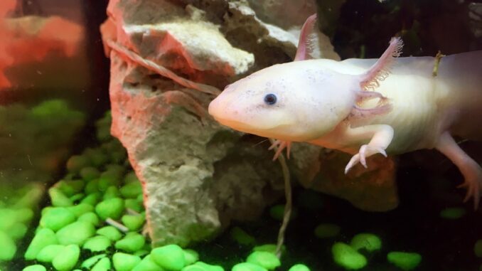 Fun Facts about Axolotls